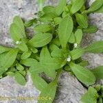 Myosotis speluncicola Other