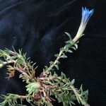 Gentiana meiantha موطن