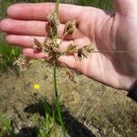 Bolboschoenus glaucus 花