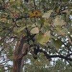 Populus deltoides Blad