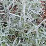 Helichrysum italicum Leaf