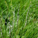 Nardus stricta Цвят