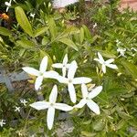 Jasminum azoricum Flower