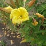 Oenothera elata Fleur