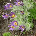 Pulsatilla chinensis Blüte