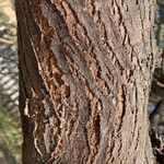 Prosopis glandulosa Bark