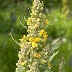 Verbascum lychnitis Flower