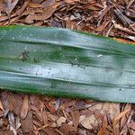 Pandanus serpentinicus Habitus