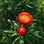 Helichrysum bracteatum 花