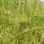 Aegilops neglecta Облик