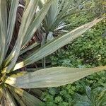 Agave sisalana পাতা