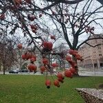 Malus × floribundaFrukt