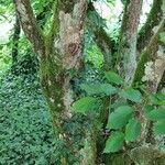 Carpinus cordata Bark