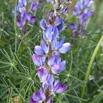 Lupinus angustifoliusBlüte