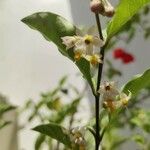 Solanum diphyllum Blomma