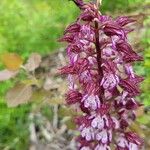 Orchis × hybridaLorea