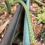 Huernia procumbens Leaf