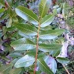 Pistacia terebinthus Leaf