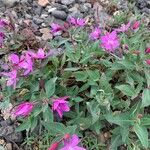 Epilobium latifolium