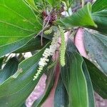 Acacia mangium Кветка