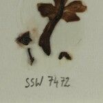 Scutellaria grossa Other