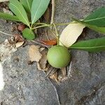 Crateva greveana Fruit