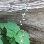 Mitella diphylla Hábitos