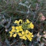 Erucastrum nasturtiifolium Blomst