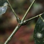 Erythrophleum suaveolens Leaf