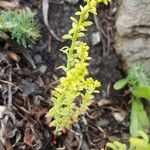 Veronica peregrina Leaf