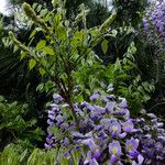 Wisteria floribunda ശീലം