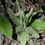 Ophrys virescens Likasa