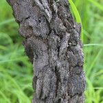Multidentia crassa Ŝelo