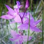 Calopogon tuberosus Virág