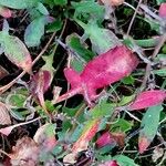 Rumex bucephalophorus Leaf