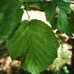 Corylus cornuta 葉