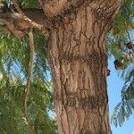 Jacaranda mimosifolia 树皮