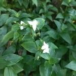 Tradescantia fluminensisFlor