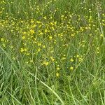 Ranunculus acrisFlors