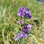 Campanula cervicariaFlower