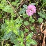 Trifolium hybridum Leaf