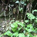 Mitella diphylla Folha