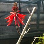 Erythrina flabelliformis Лист