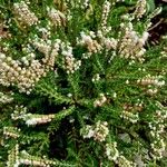 Calluna vulgaris Habitatea