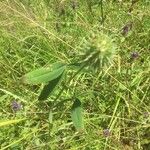 Trifolium alexandrinumFlower