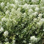 Lepidium latifolium Flor