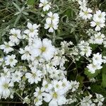 Cerastium tomentosum Kvet