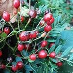 Rosa multiflora Fruit