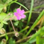 Geranium pusillumFlor