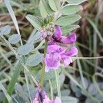 Vicia sepium Blomst